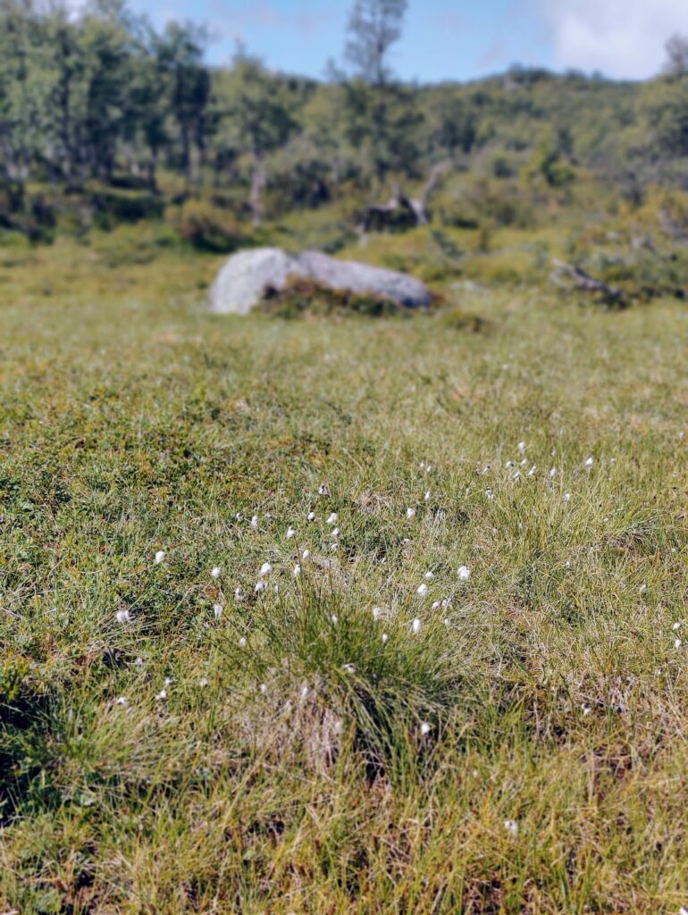 Livsäterån Funäsdalen