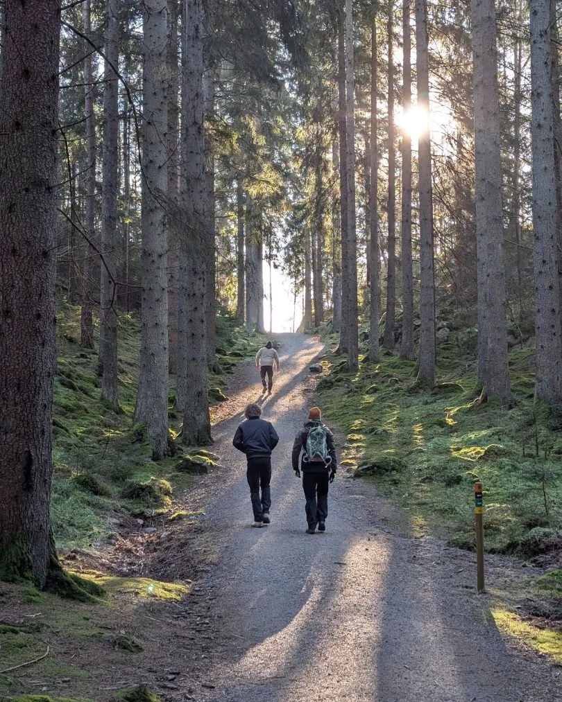 Återhämtning, vandring, skog, naturen, 